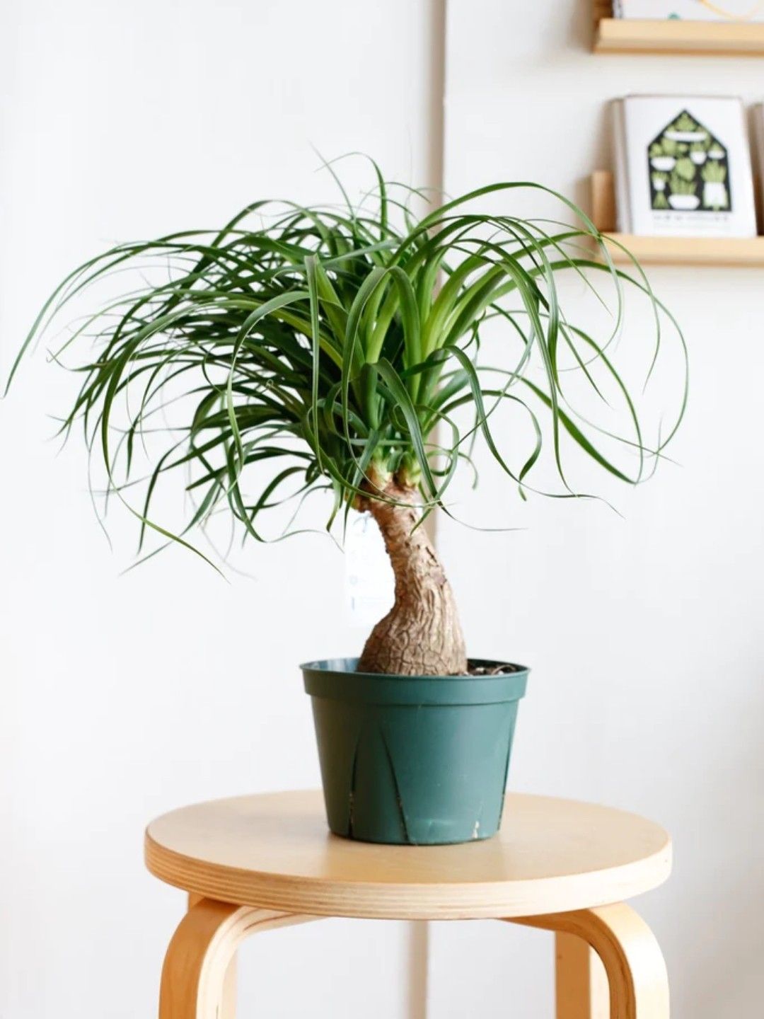 Ponytail Palm